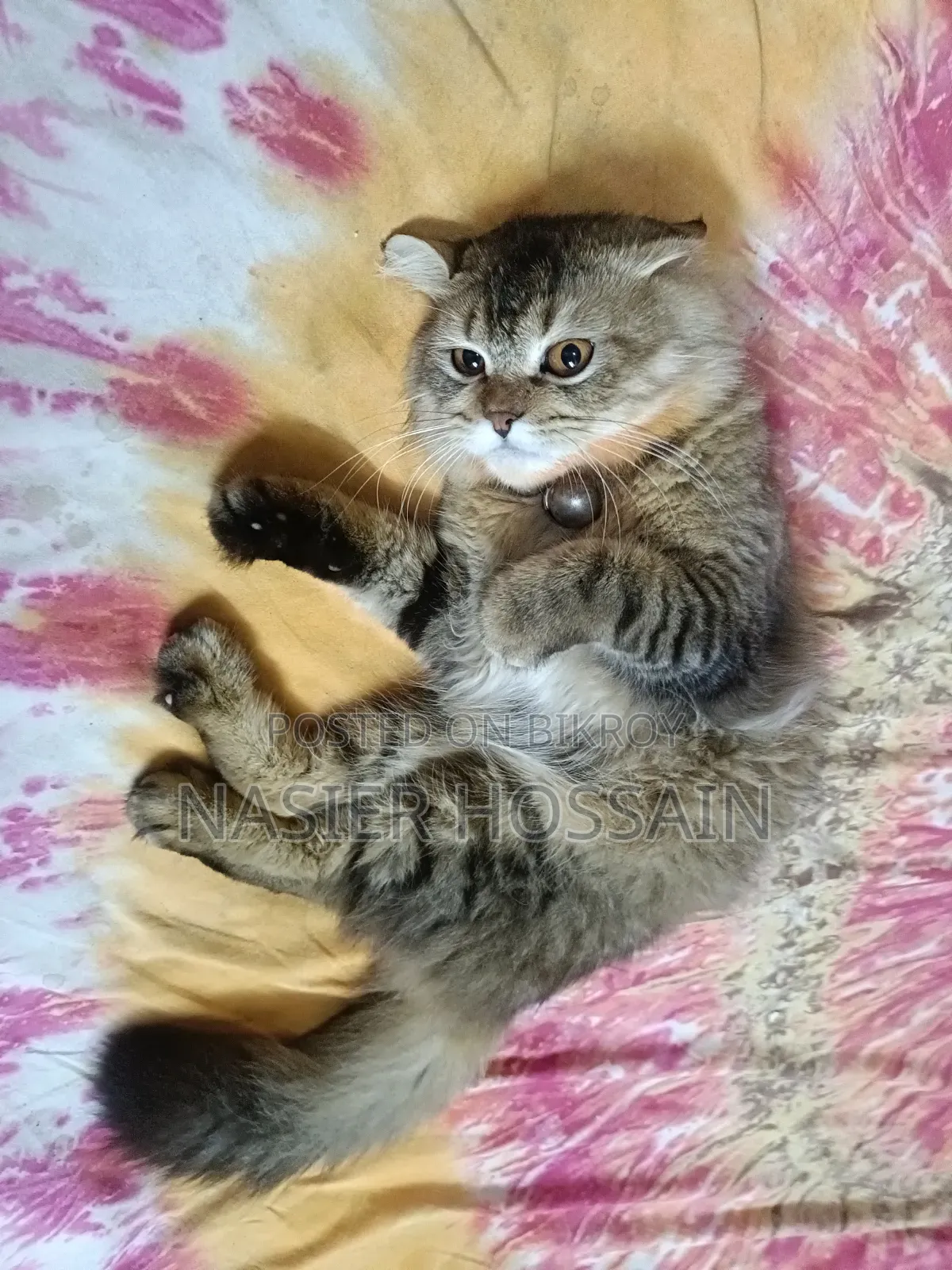 1+ Year Male Mixed Breed Persian Cat