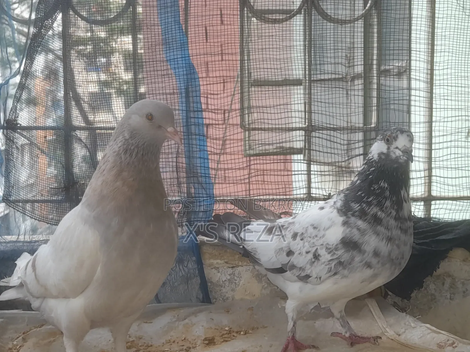 Female Pigeons