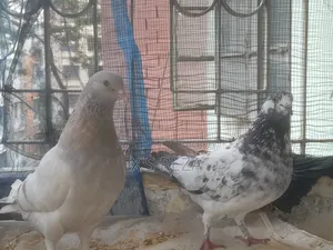 Female Pigeons