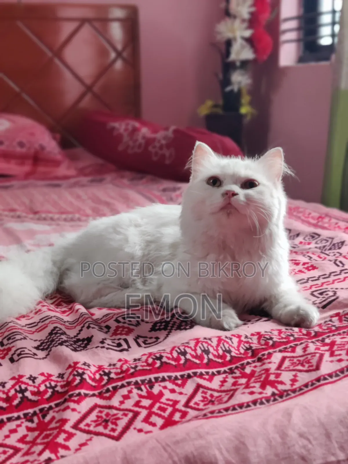 3-6 Months Female Purebred Persian