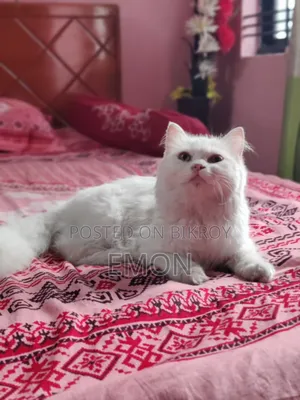 3-6 Months Female Purebred Persian