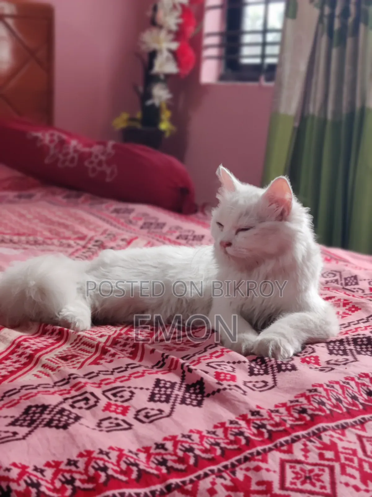 3-6 Months Female Purebred Persian