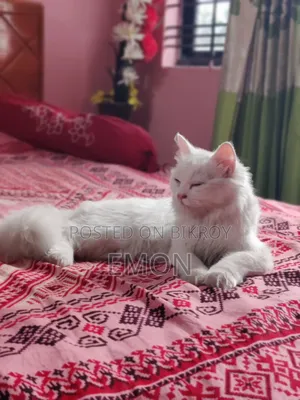 3-6 Months Female Purebred Persian