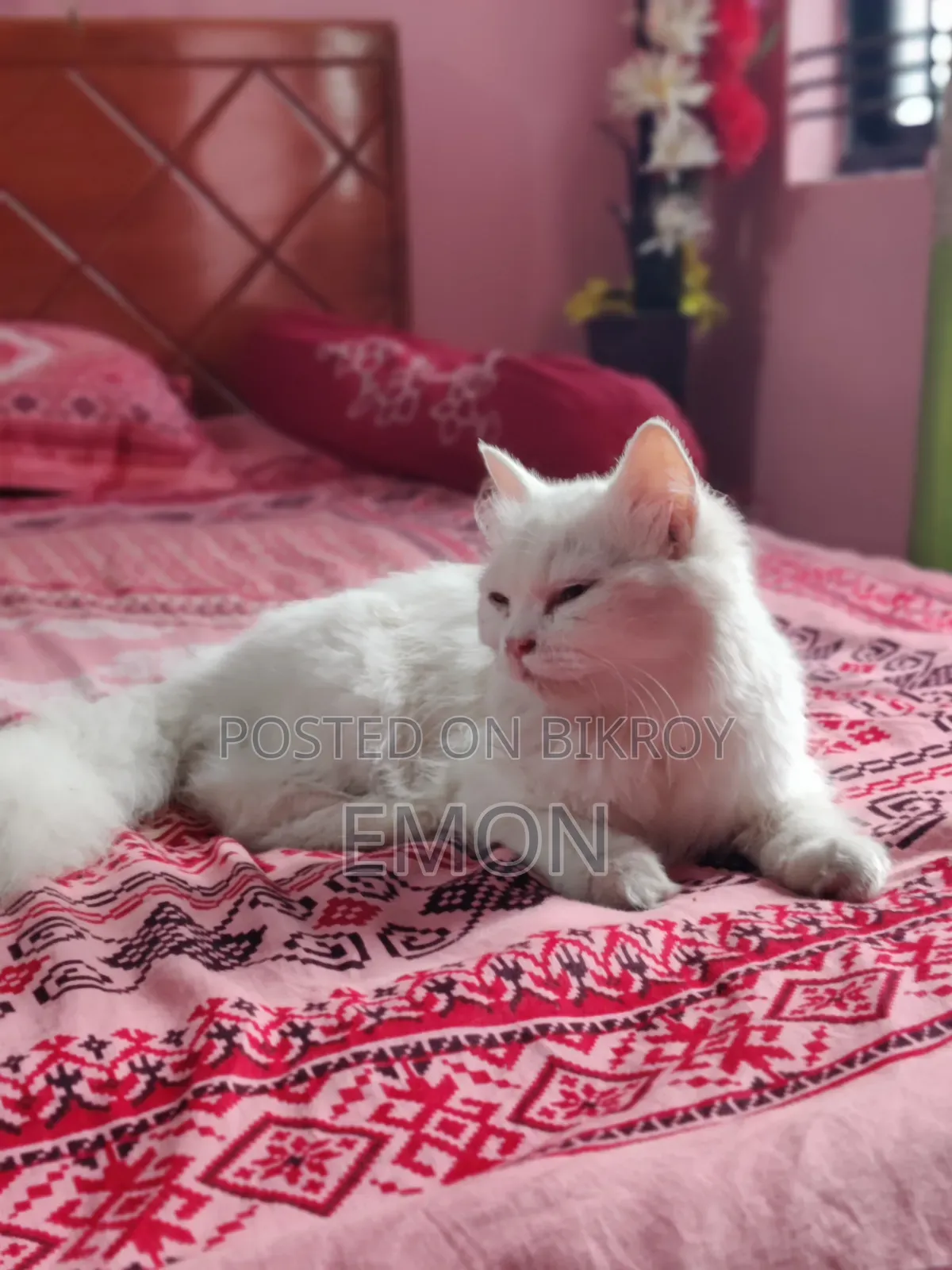 3-6 Months Female Purebred Persian