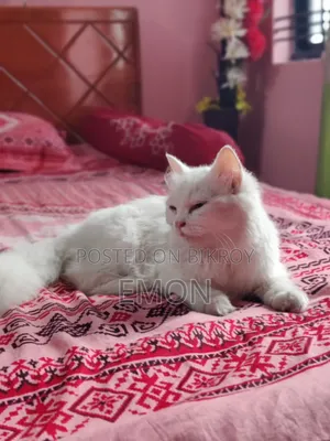 3-6 Months Female Purebred Persian