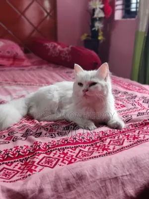 3-6 Months Female Purebred Persian