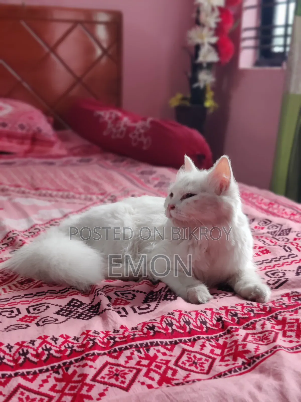 3-6 Months Female Purebred Persian