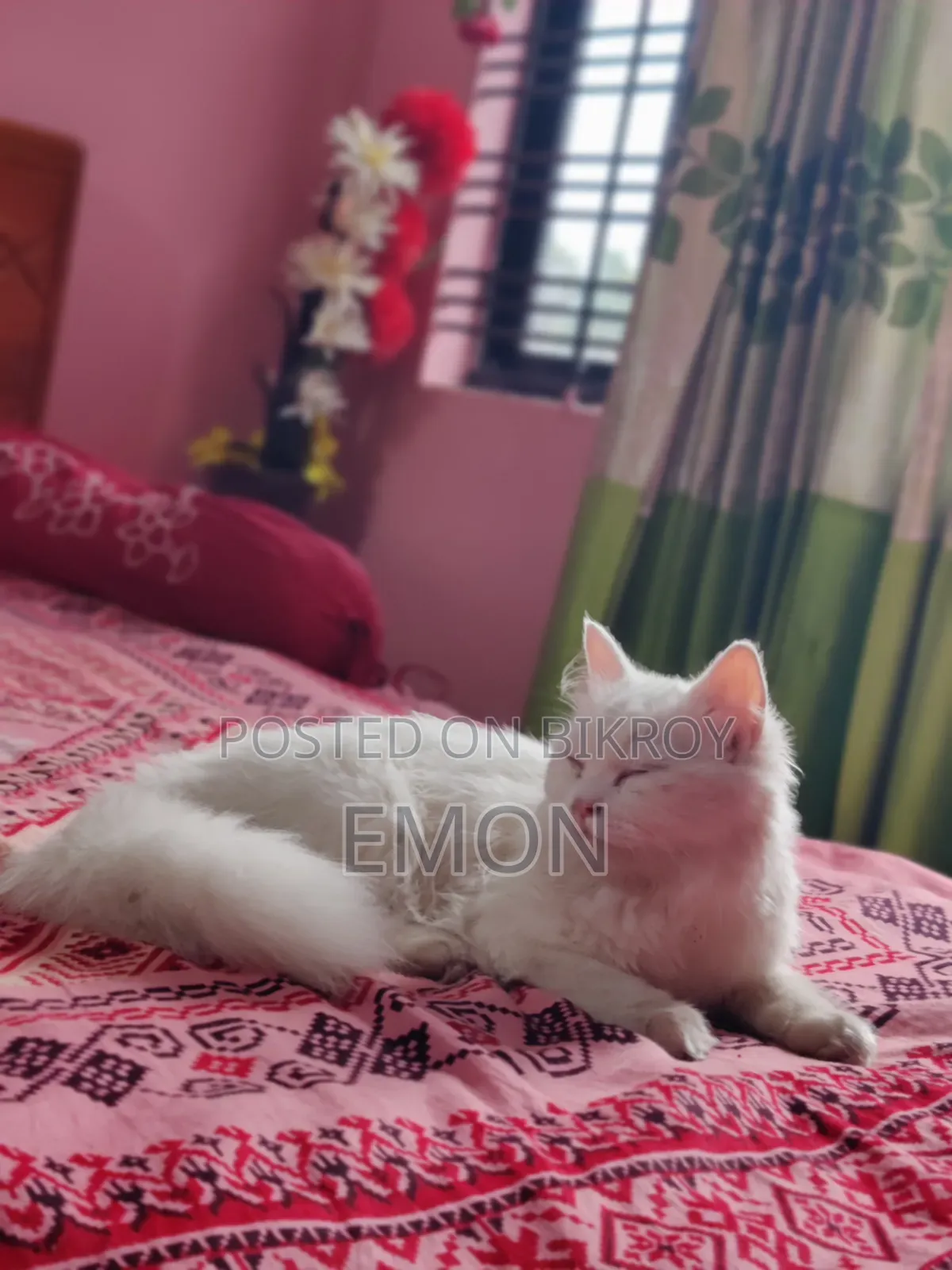 3-6 Months Female Purebred Persian