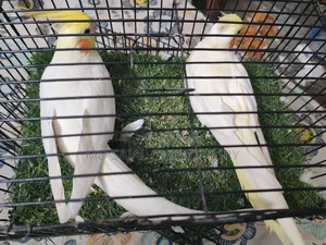 Proven Lutino Cockatiel Pair | 2-Time Breeders | Ready to Breed