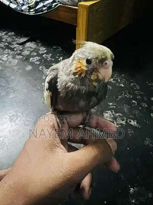 Cockatiel Baby Grey Color