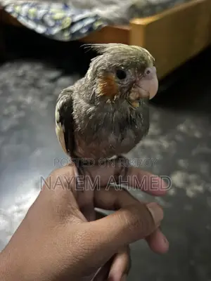 Cockatiel Baby Grey Color
