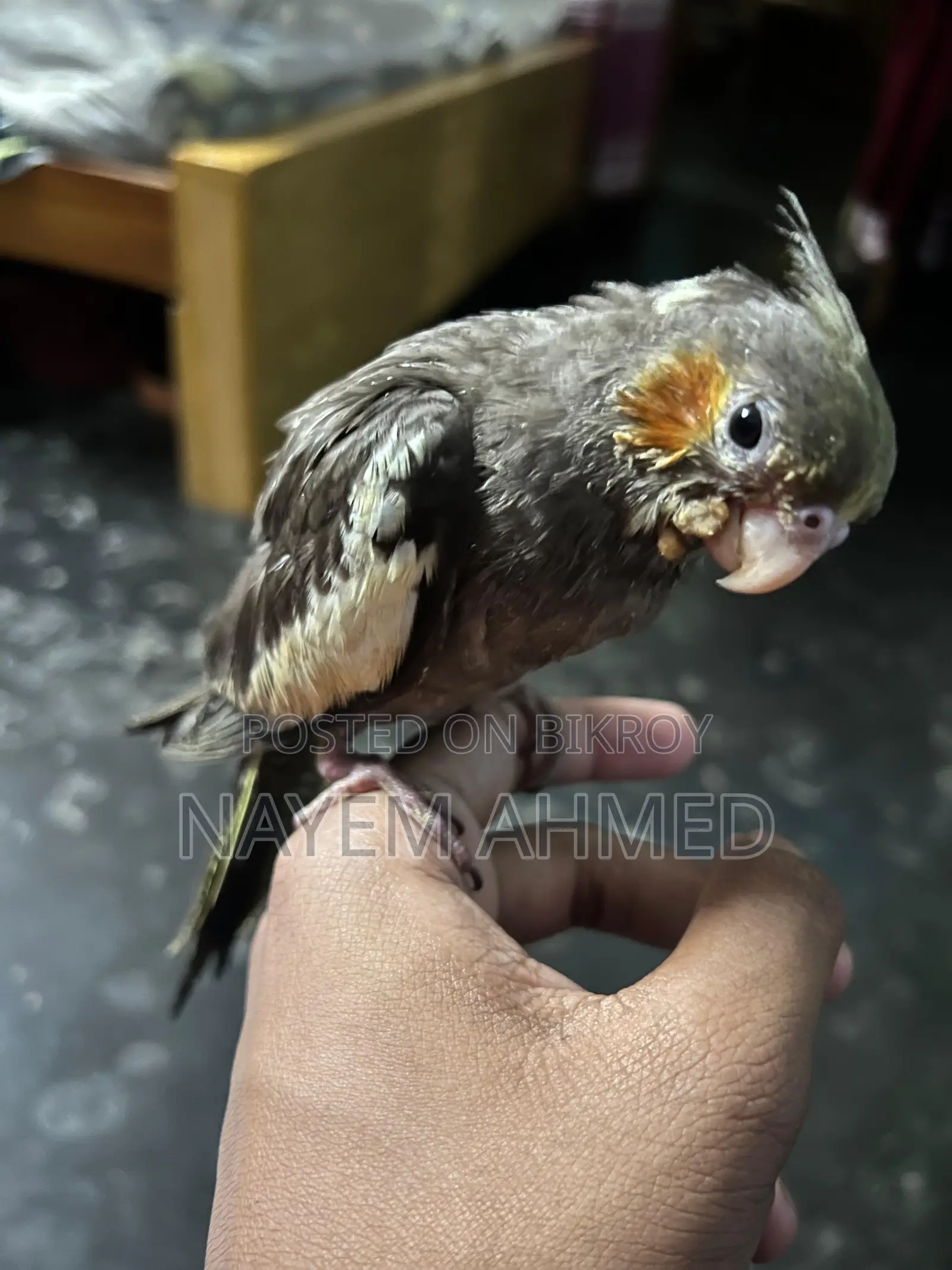 Cockatiel Baby Grey Color