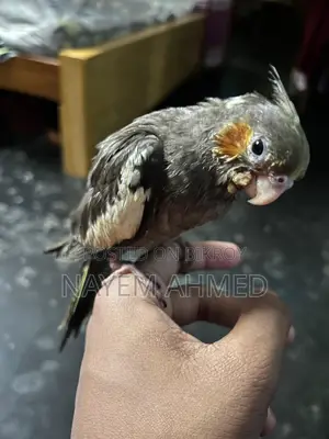 Cockatiel Baby Grey Color