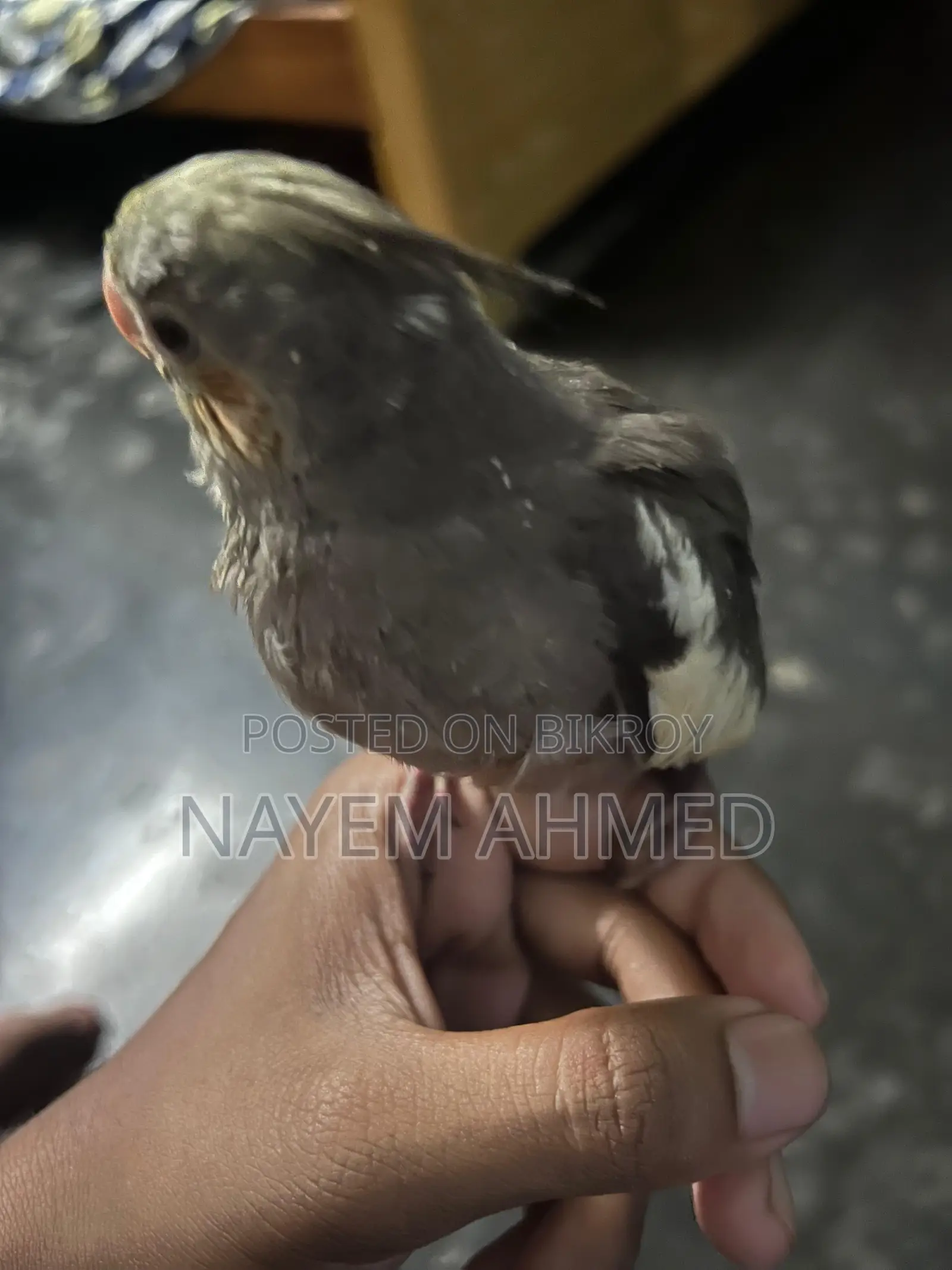Cockatiel Baby Grey Color