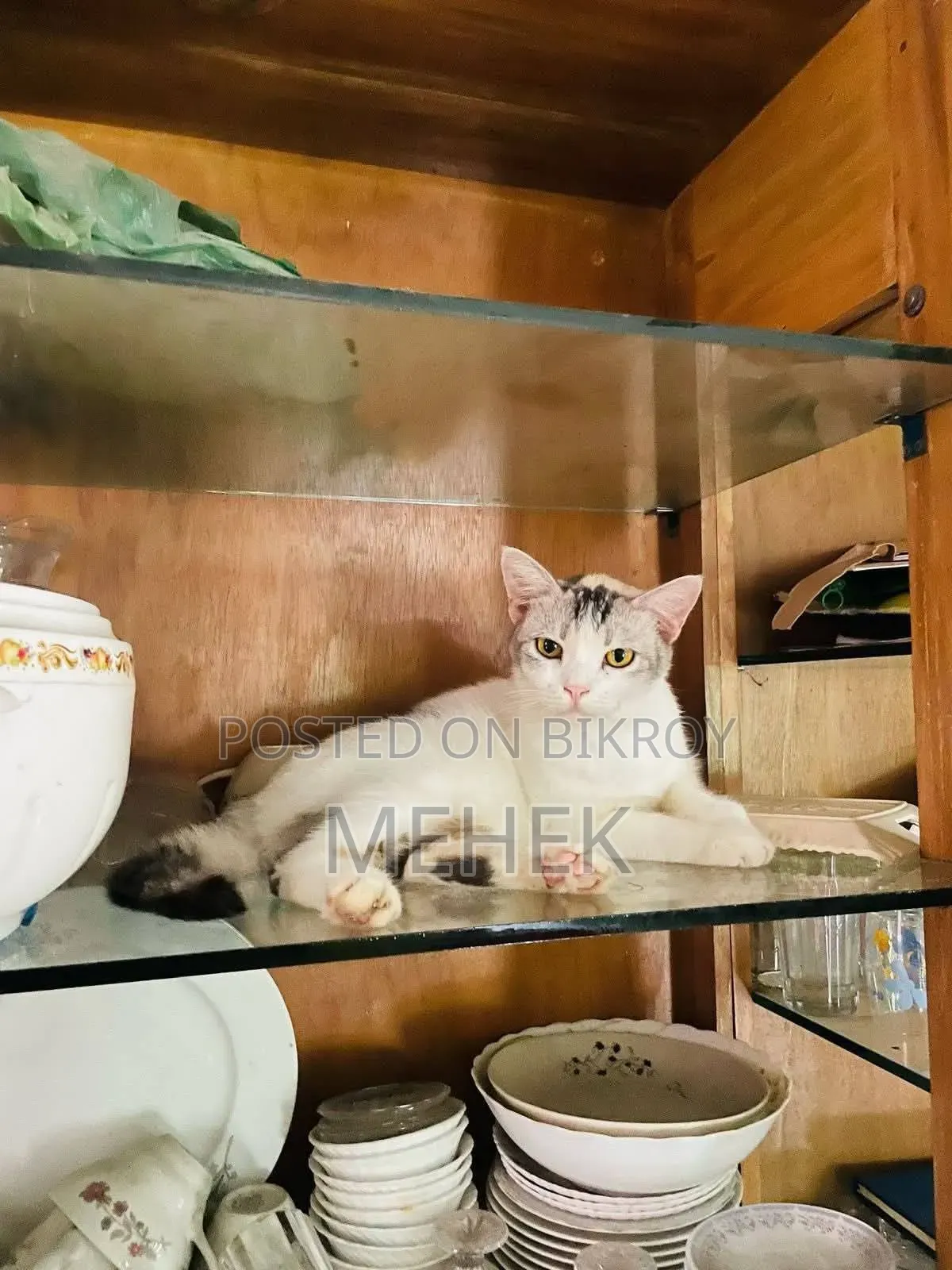 ১+ বছরের মিক্সড ব্রিড ফিমেল বিড়াল