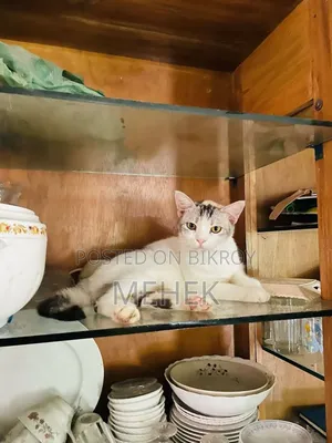 ১+ বছরের মিক্সড ব্রিড ফিমেল বিড়াল