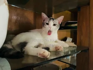 ১+ বছরের মিক্সড ব্রিড ফিমেল বিড়াল