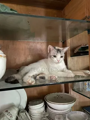 ১+ বছরের মিক্সড ব্রিড ফিমেল বিড়াল