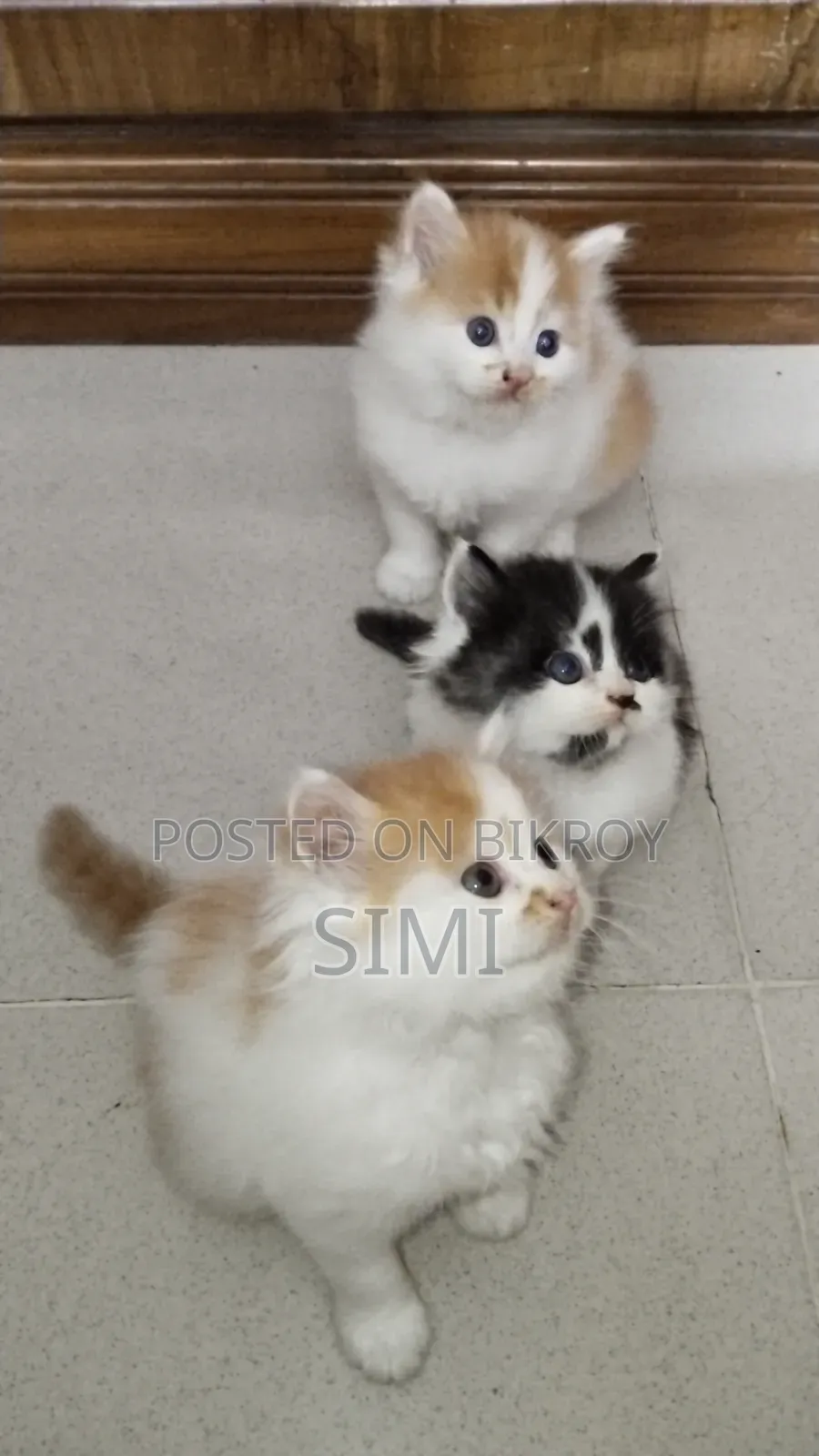 1-3 Months Female Purebred Persian