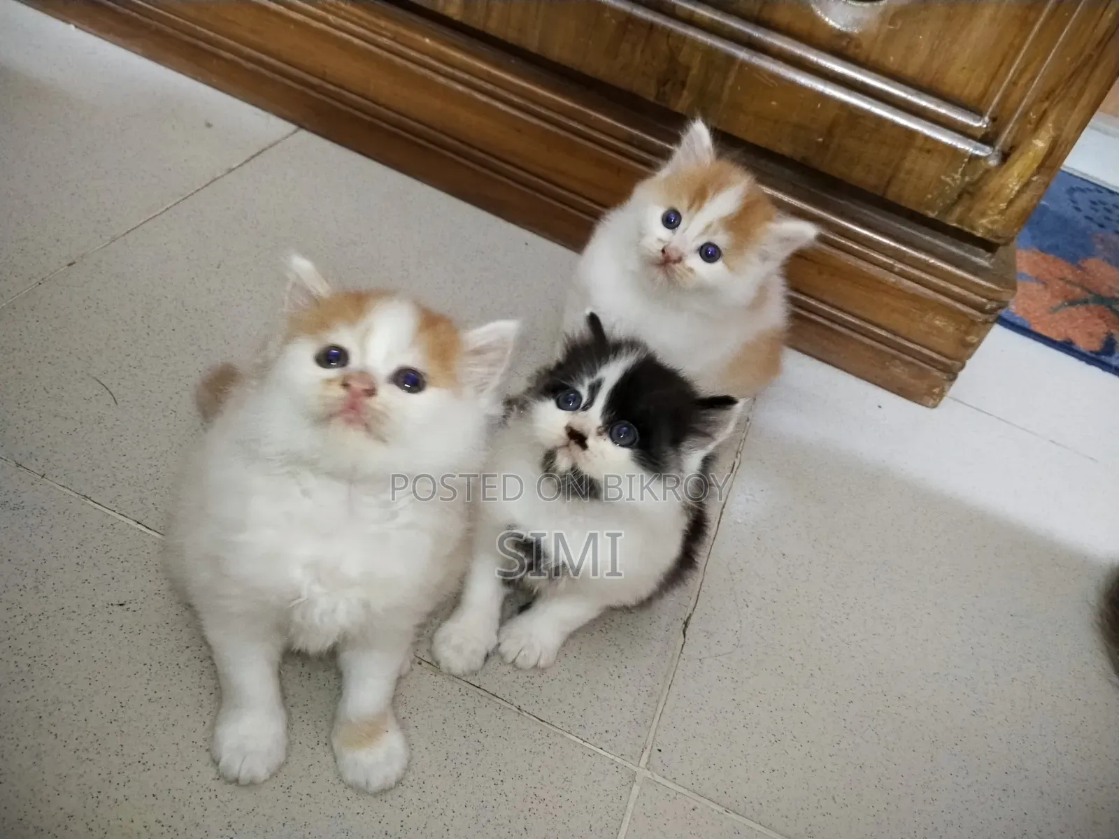 1-3 Months Female Purebred Persian