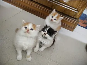 1-3 Months Female Purebred Persian