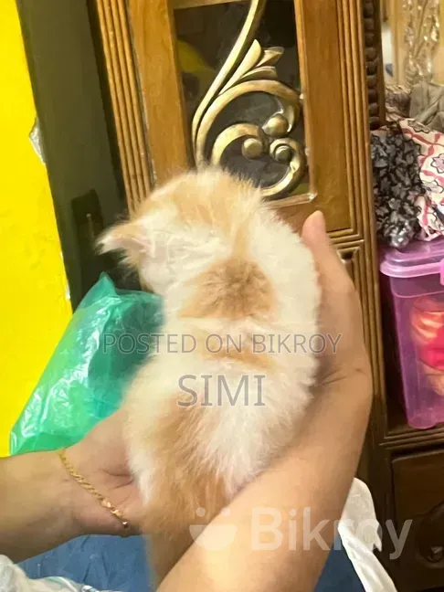 1-3 Months Female Purebred Persian