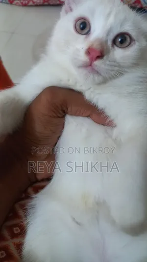 ১-৩ মাস বয়সী ফিমেল মিক্সড ব্রিড বিড়াল