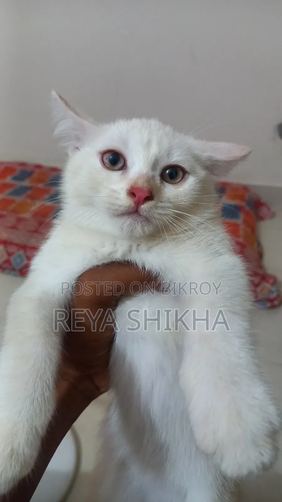 1-3 Months Female Mixed Breed Cat