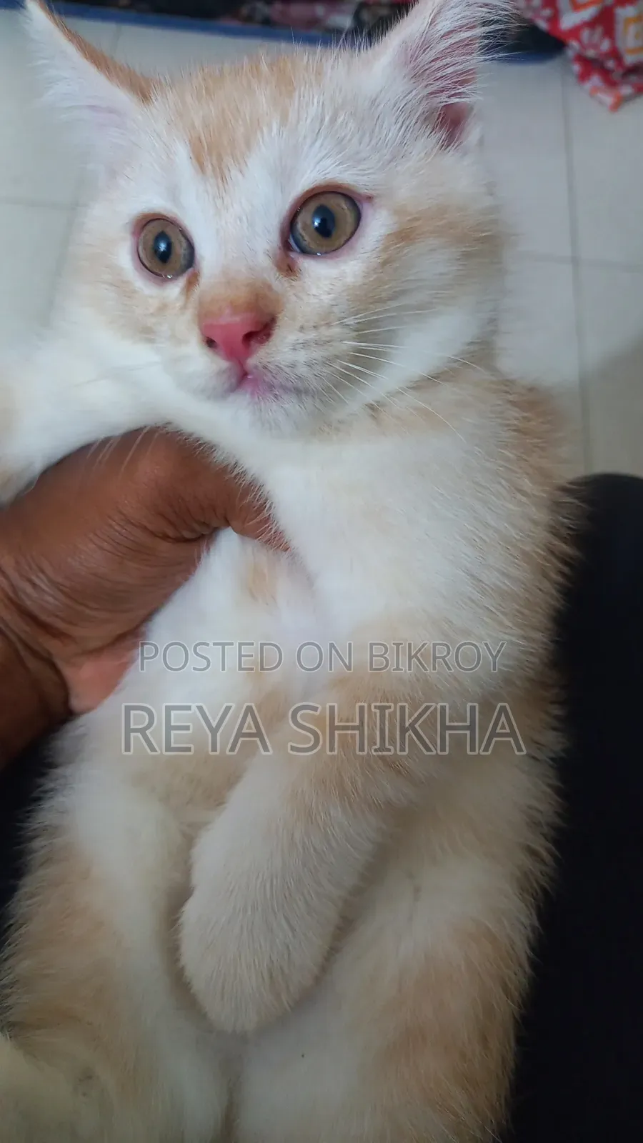 1-3 Months Female Mixed Breed Cat