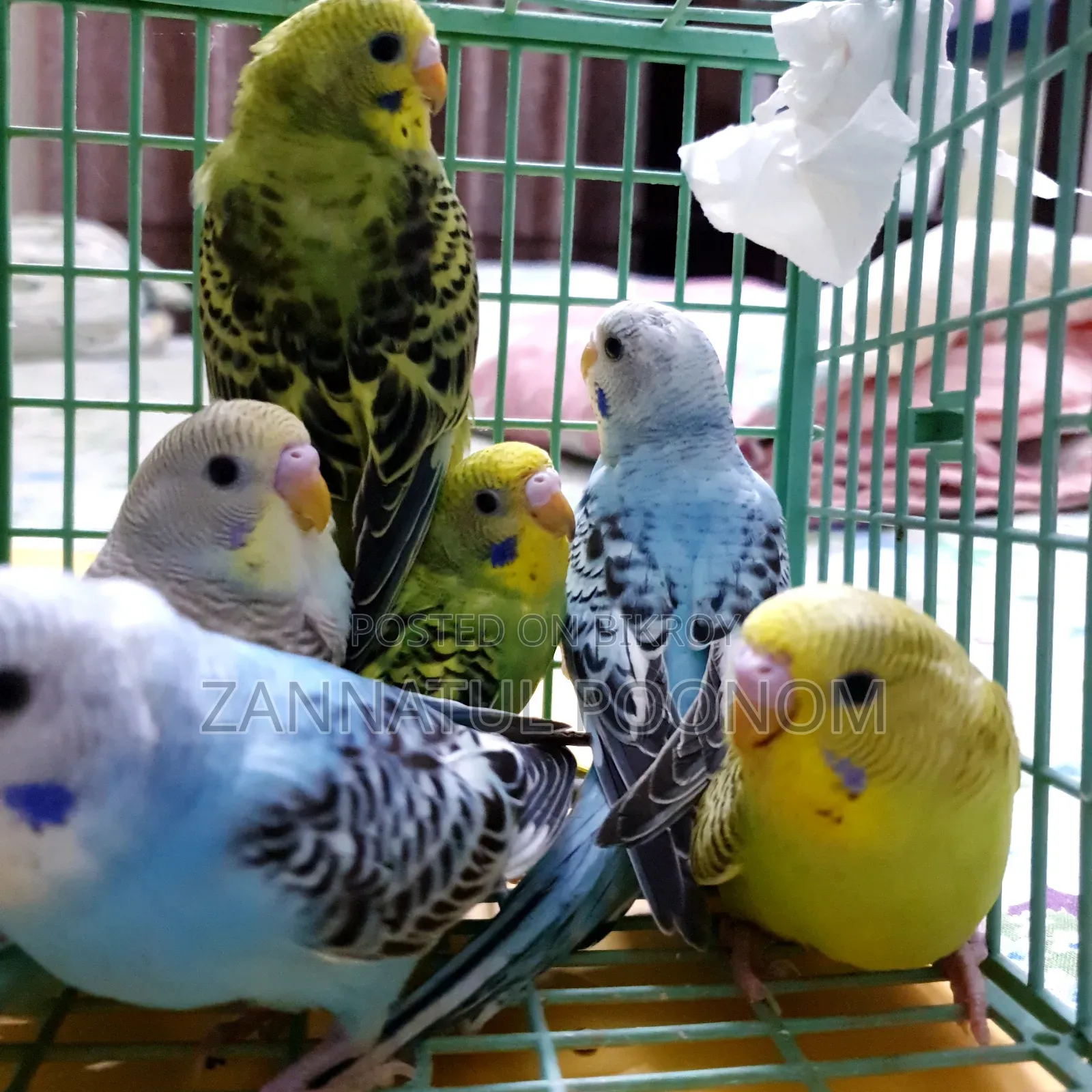 Budgerigar Birds