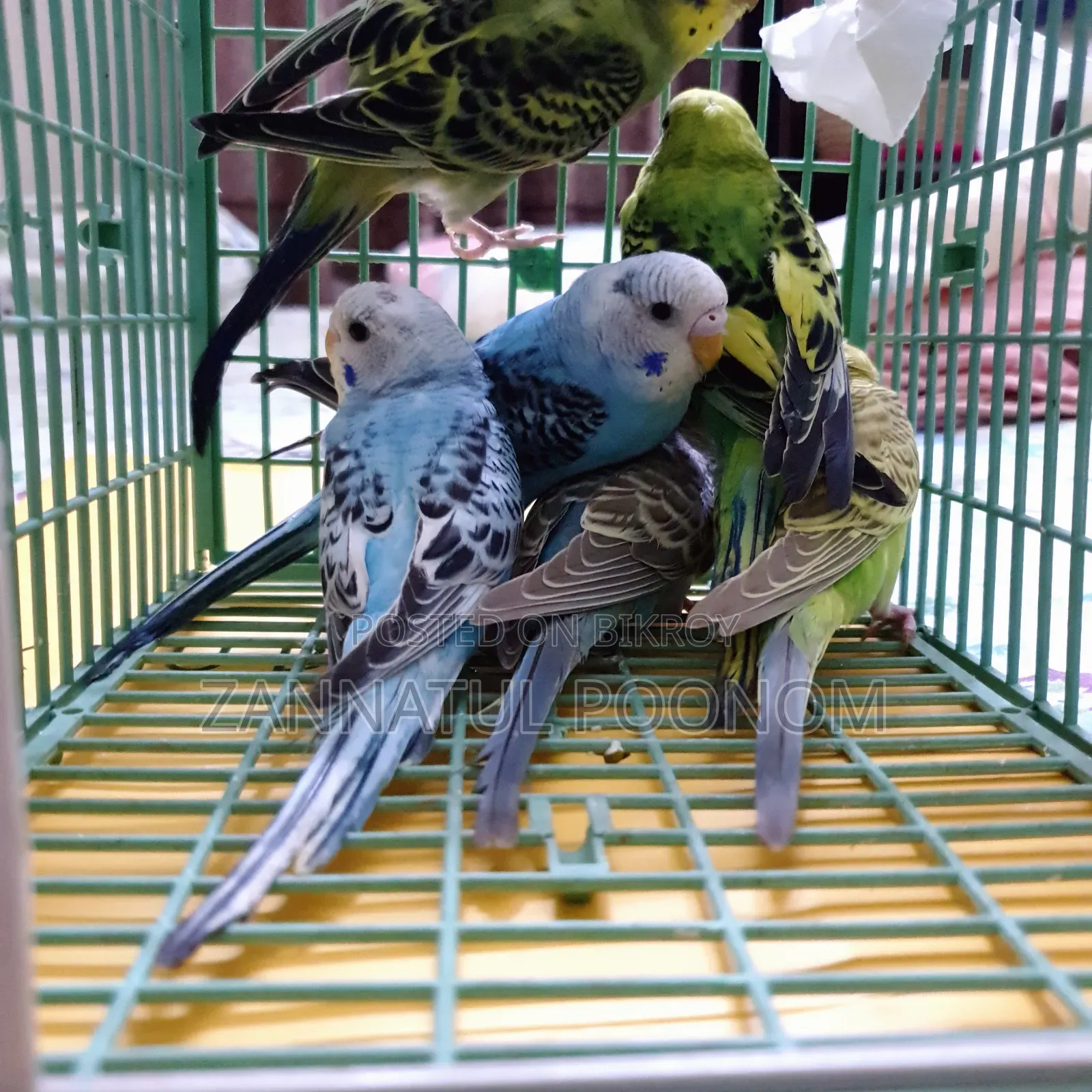 Budgerigar Birds