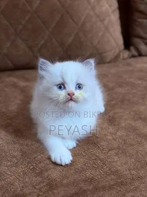 1-3 months Male Purebred Ragdoll