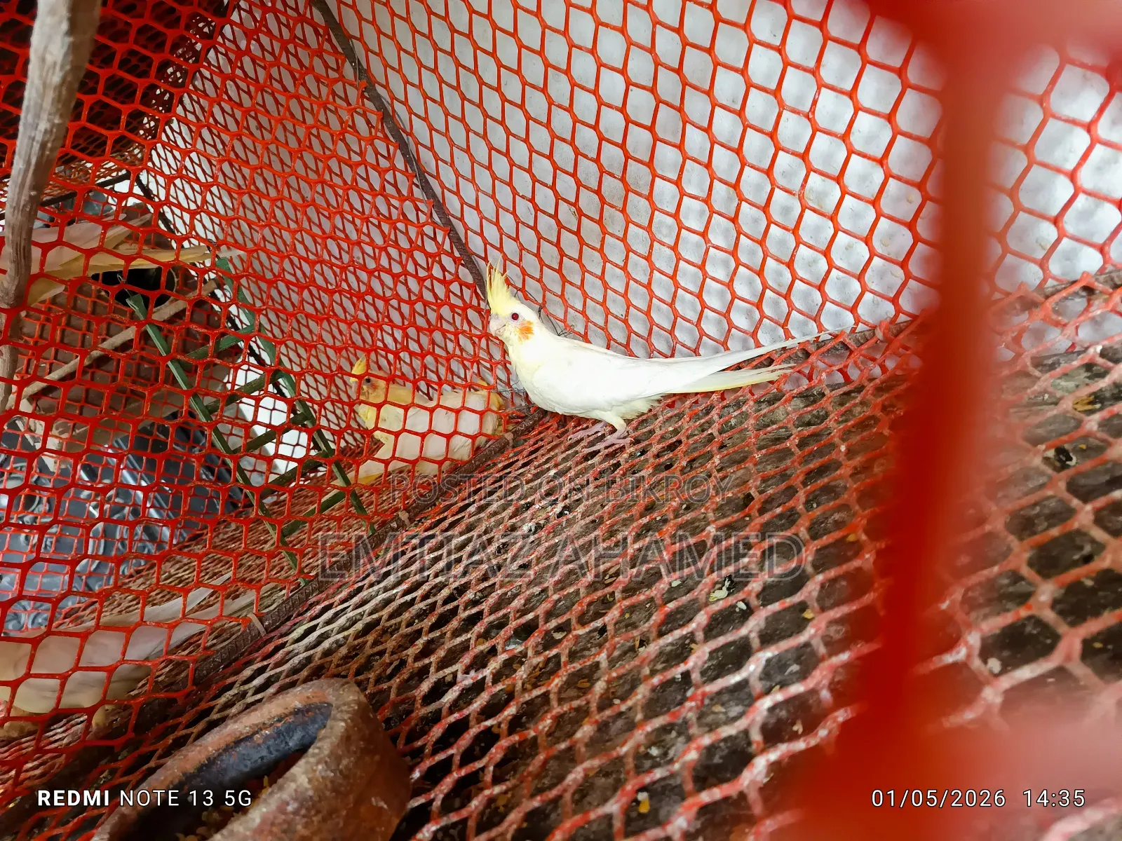 Cockatiel Birds for Sale
