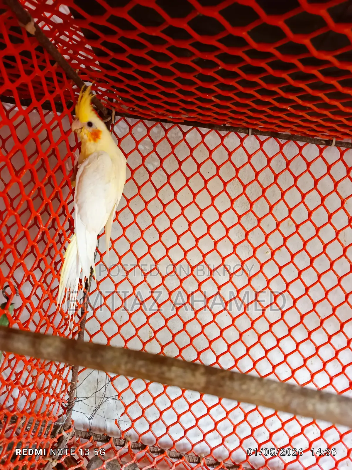 Cockatiel Birds for Sale
