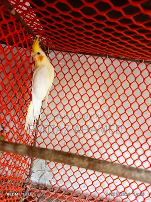 Cockatiel Birds for Sale