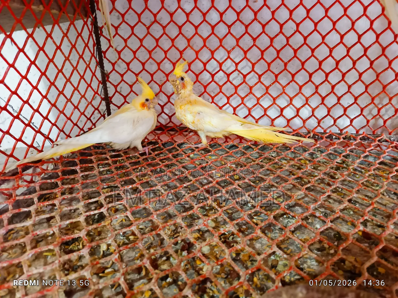 Cockatiel Birds for Sale