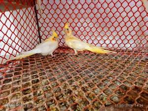 Cockatiel Birds for Sale