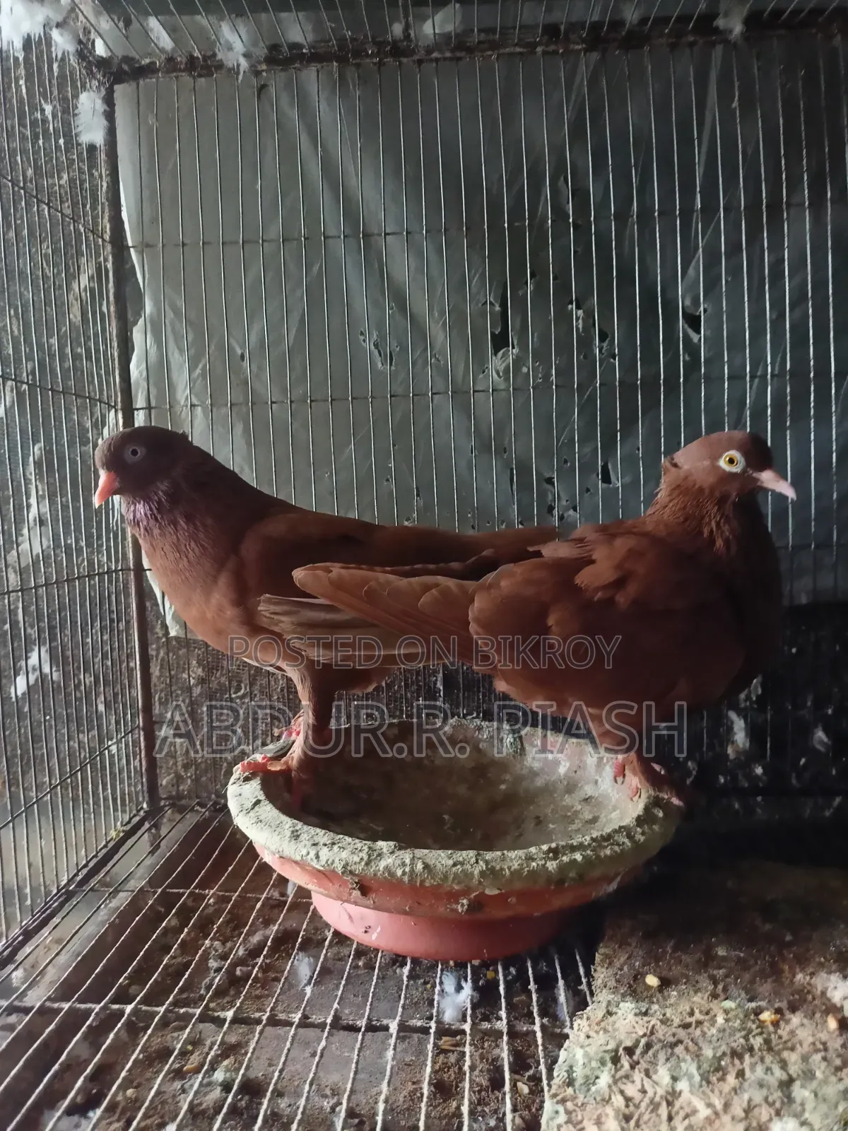 Red Sundari Pair, Crested Socks