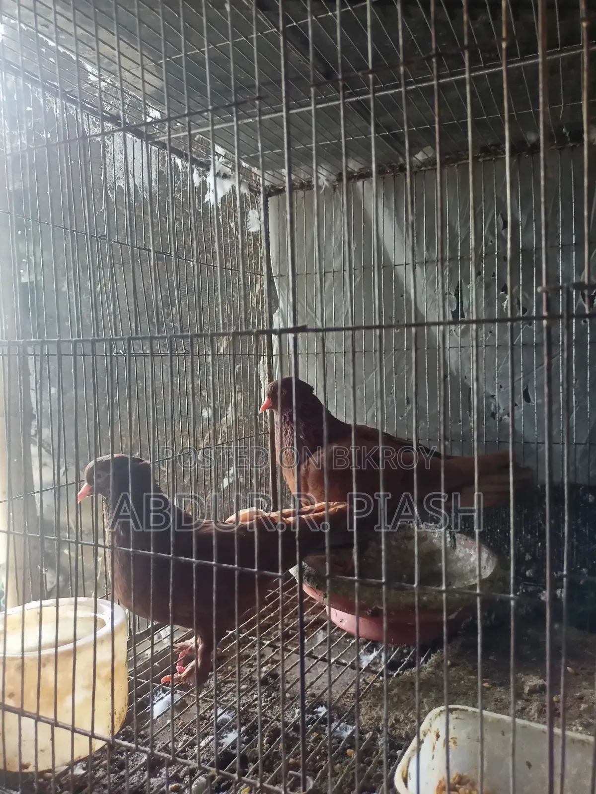 Red Sundari Pair, Crested Socks
