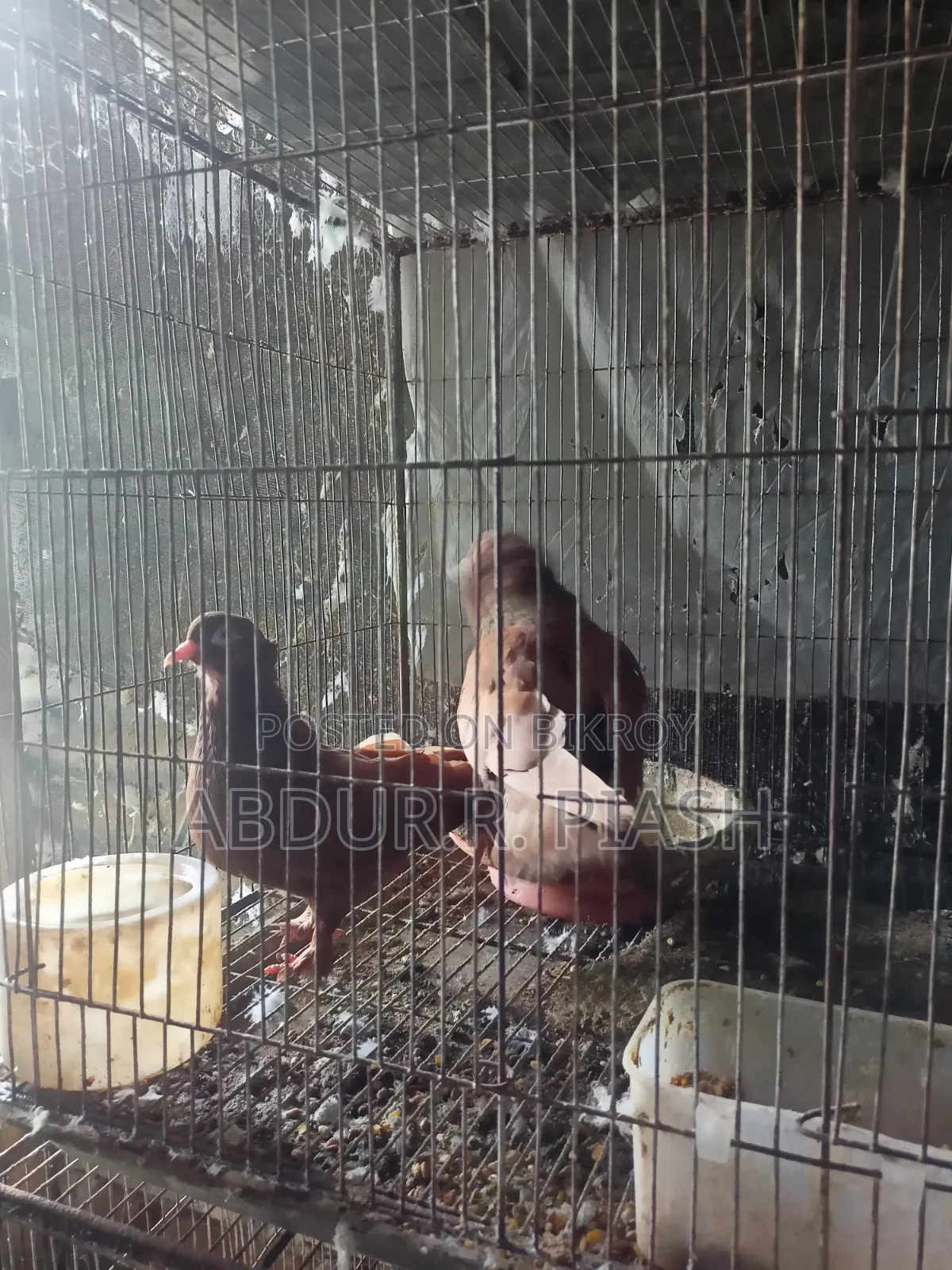 Red Sundari Pair, Crested Socks