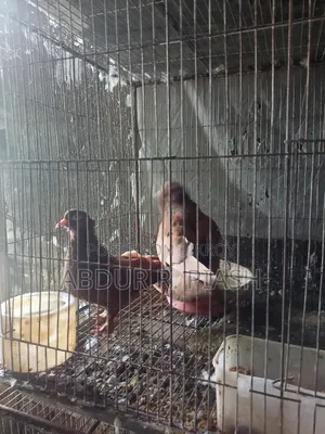 Red Sundari Pair, Crested Socks