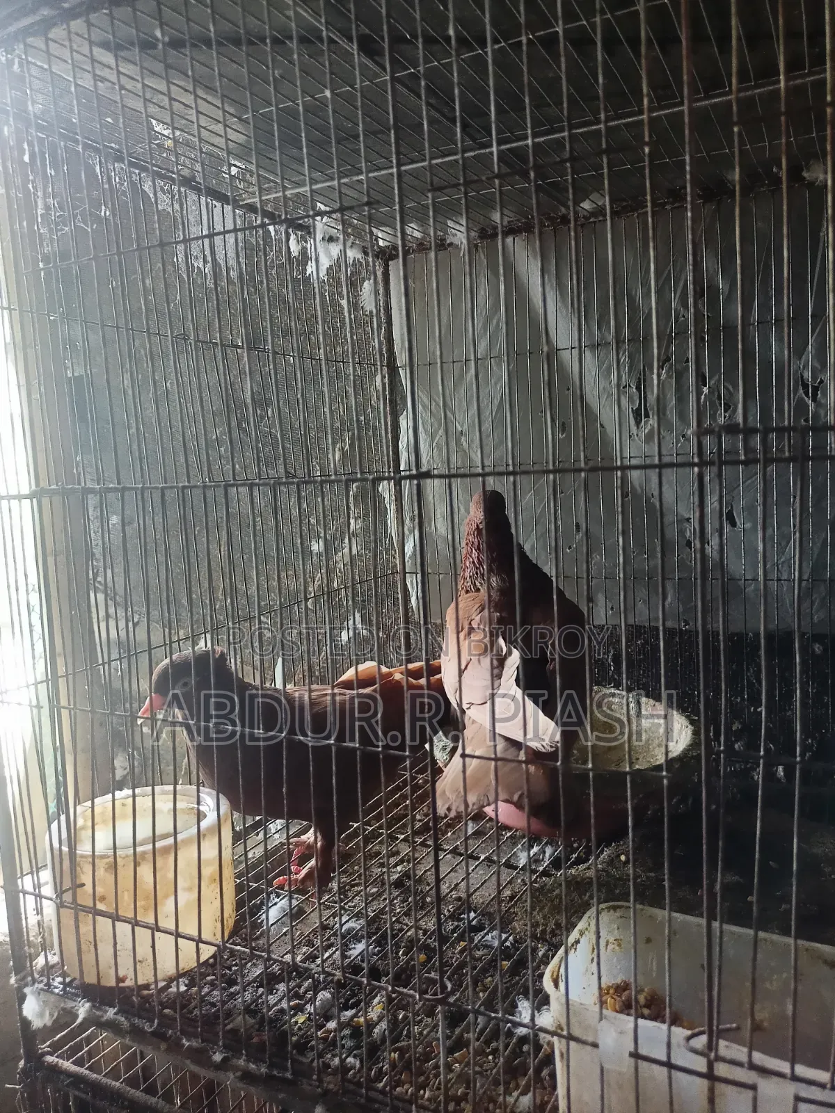 Red Sundari Pair, Crested Socks