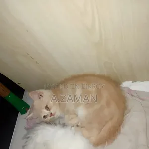 1-3 Months Female Purebred Persian