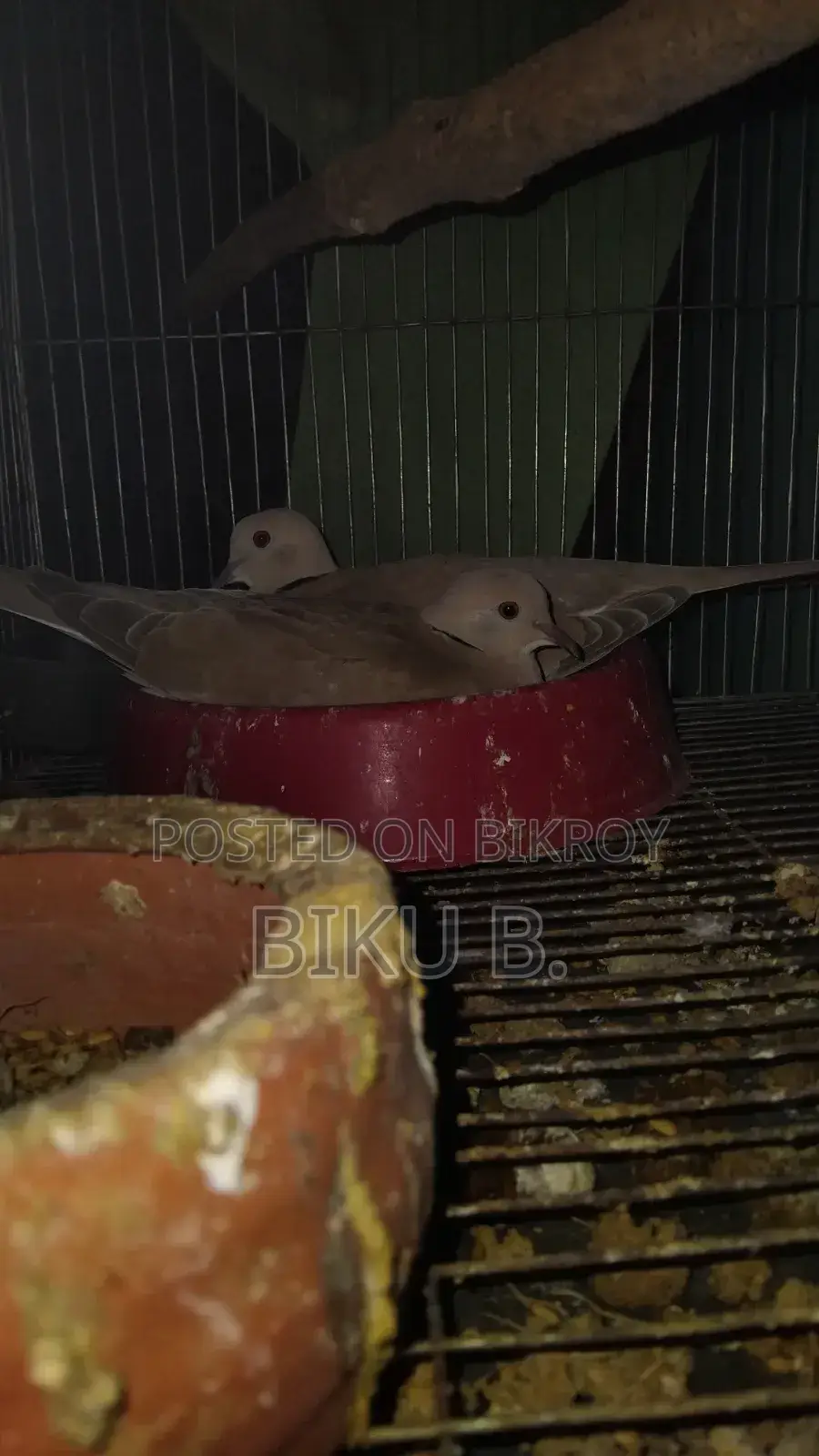 অস্ট্রেলিয়ান ঘুঘু