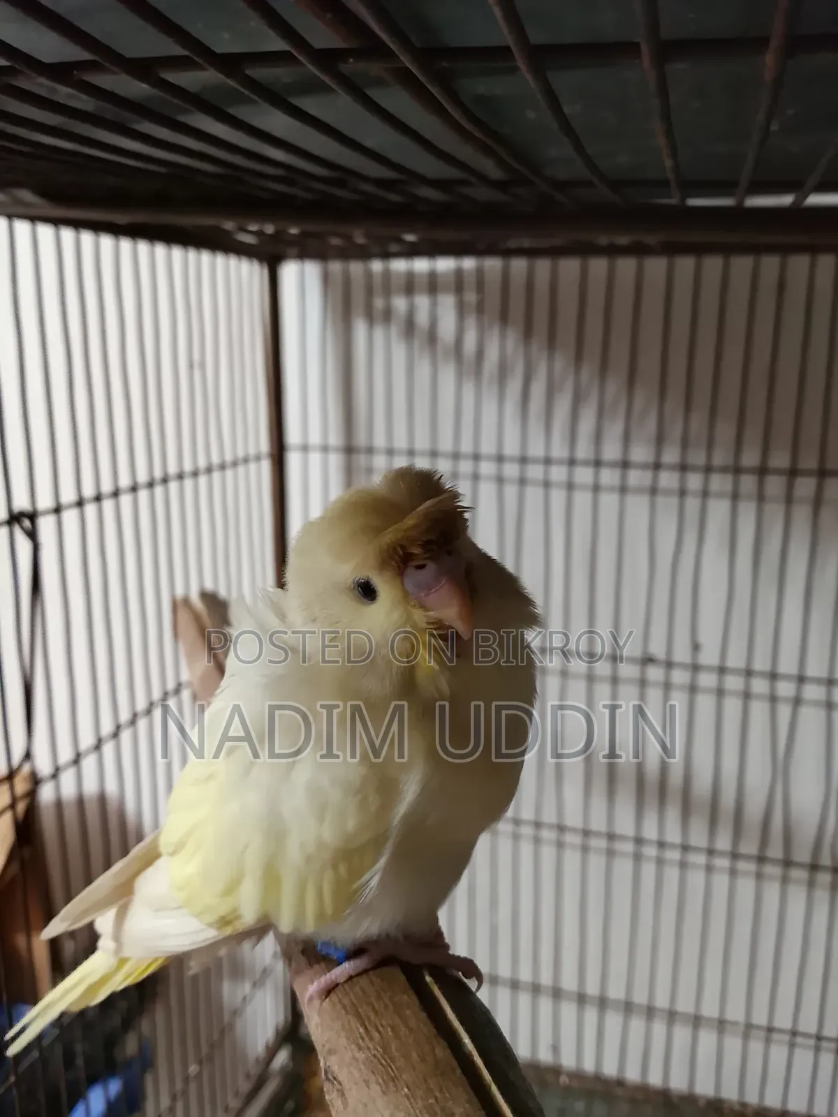 ব্যাকফিল ফিমেল (প্যারেন্টস: ডাবল ফ্লাওয়ার)