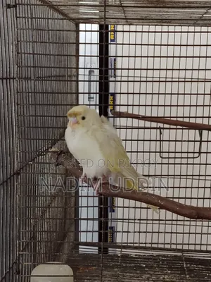 ব্যাকফিল ফিমেল (প্যারেন্টস: ডাবল ফ্লাওয়ার)
