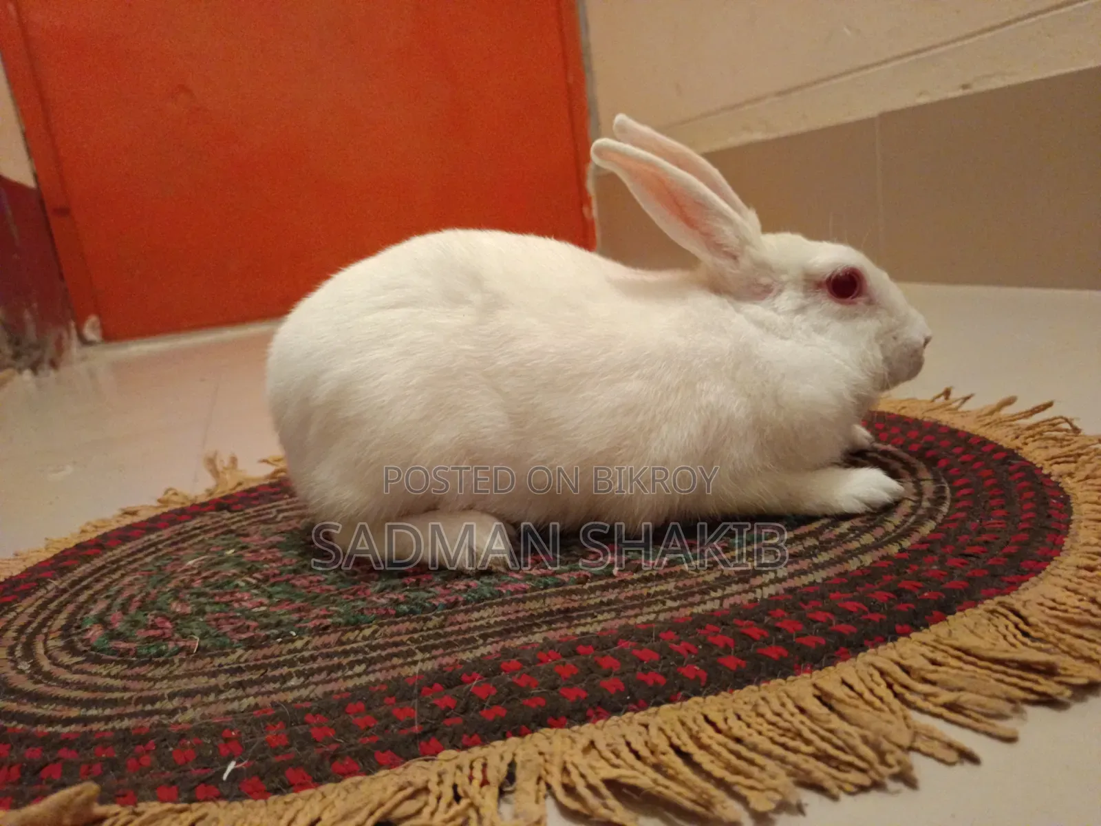 Female Rabbit for Sale