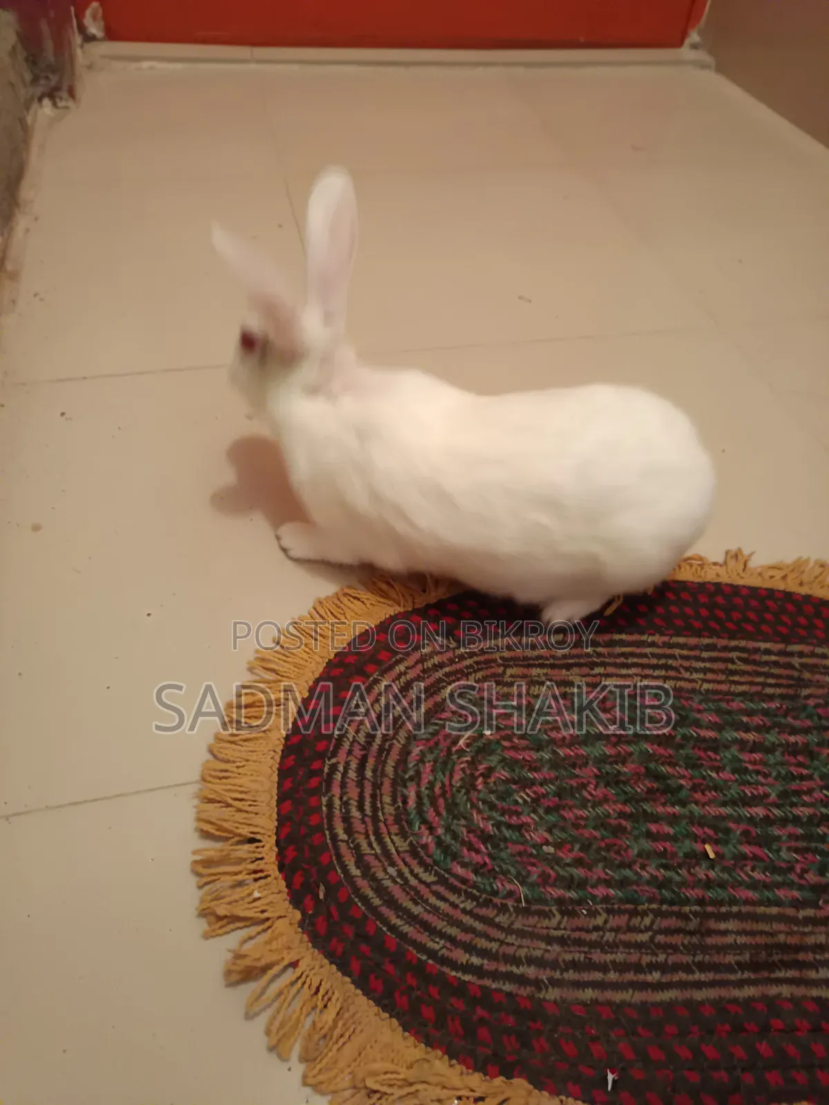 Female Rabbit for Sale