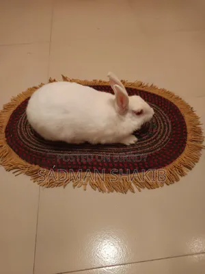 Female Rabbit for Sale