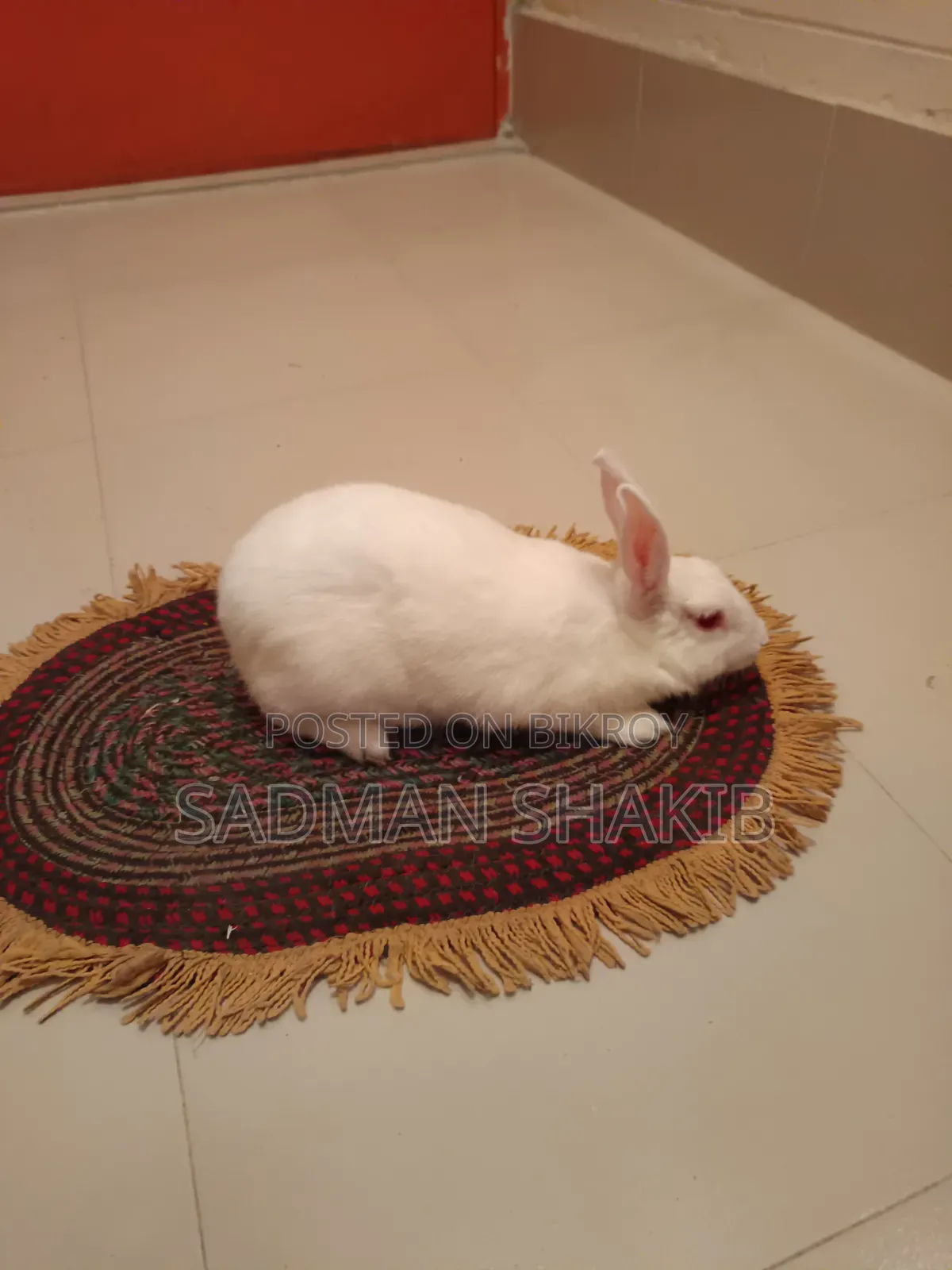 Female Rabbit for Sale